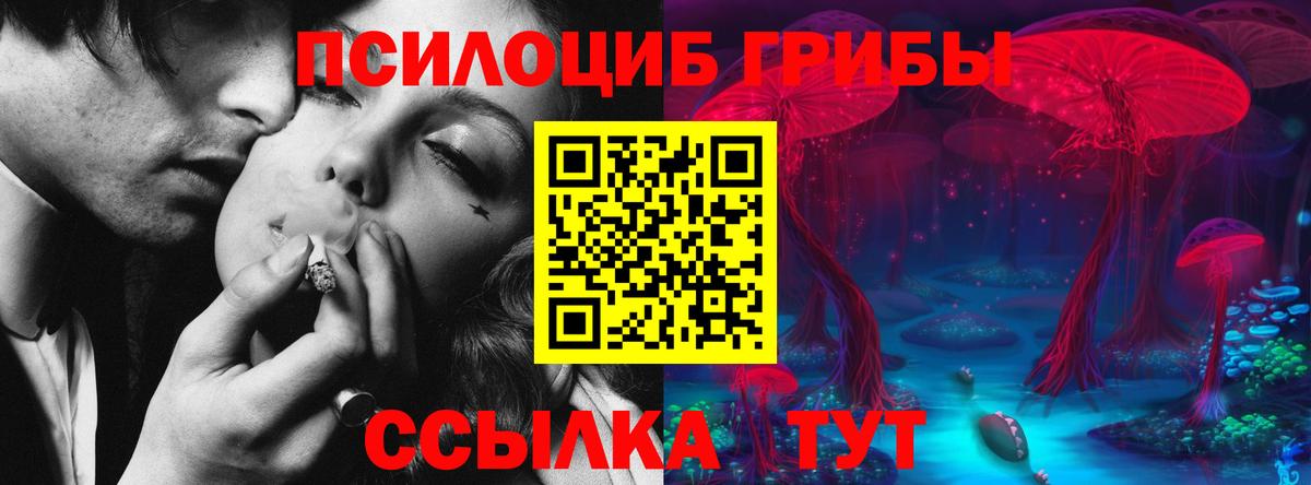 Псилоцибиновые грибы Psilocybe Воронеж
